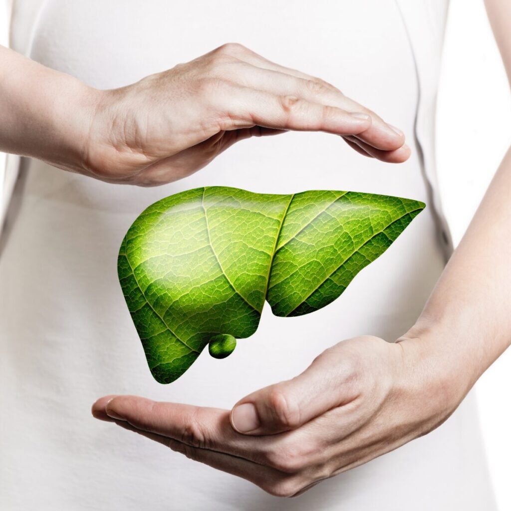 Hands around representation of healthy liver.